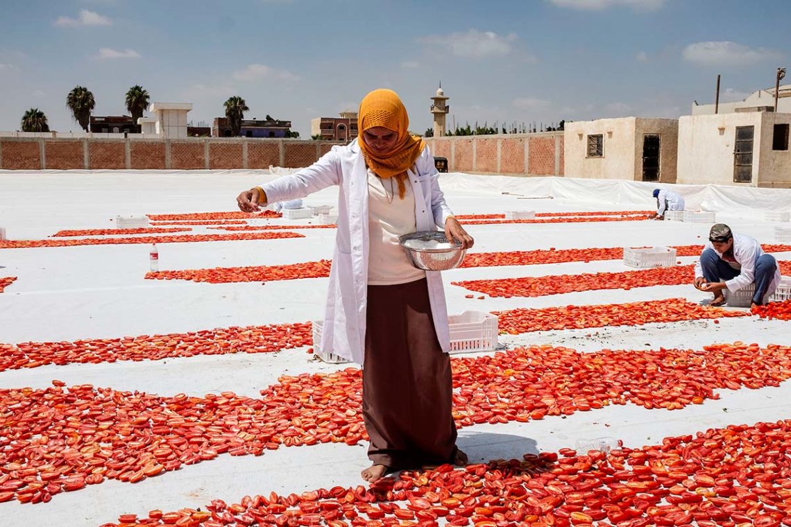 Samar Ibrahim, spreading salt on cut tomators in Egypt. Photo ©FAO/Heba Khamis