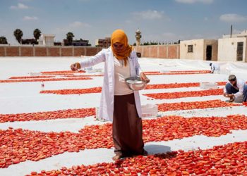 Samar Ibrahim, spreading salt on cut tomators in Egypt. Photo ©FAO/Heba Khamis