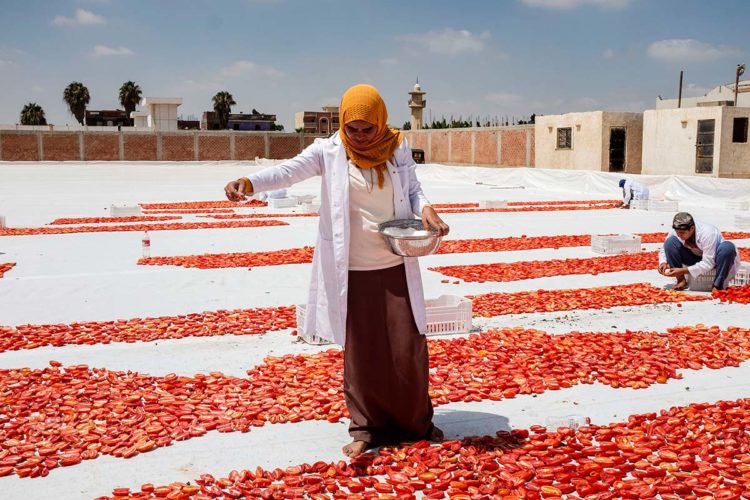 Samar Ibrahim, spreading salt on cut tomators in Egypt. Photo ©FAO/Heba Khamis