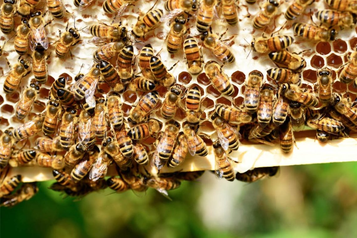 Bees, Beekeeping